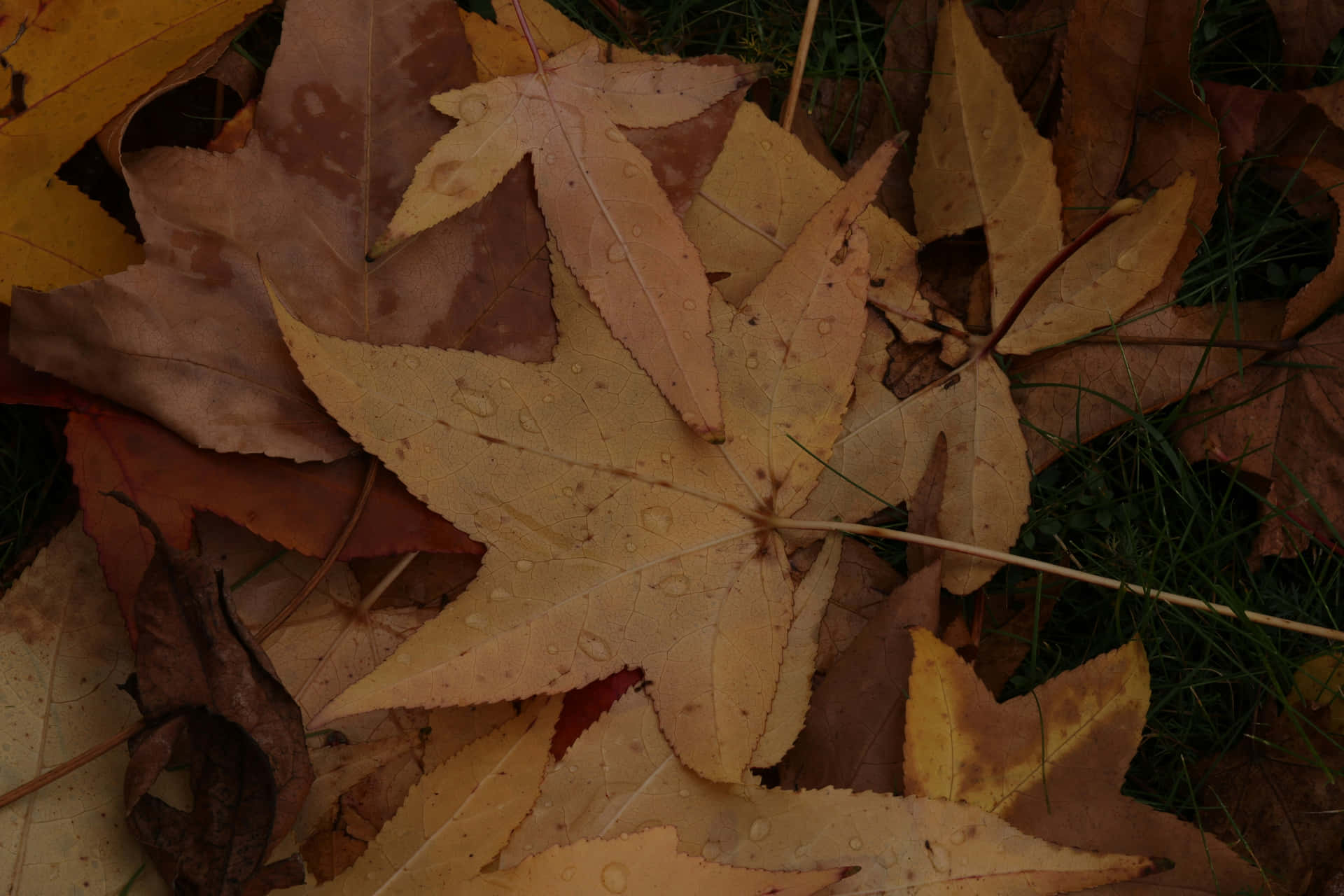 Autumn Leaveswith Raindrops Wallpaper