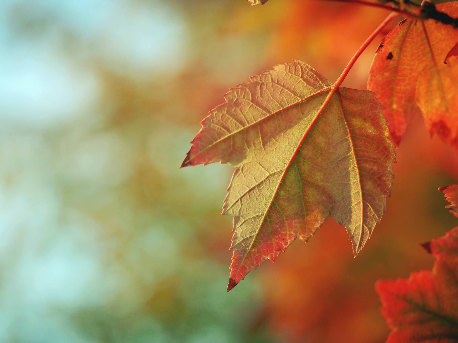 Autumn Maple Leaf Backside Close-up