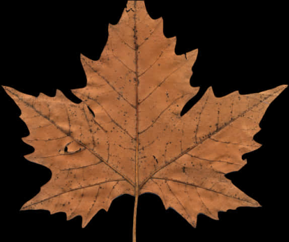 Autumn Maple Leaf Clipart PNG