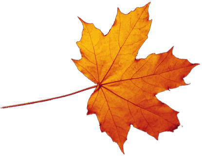 Autumn Maple Leaf Falling PNG