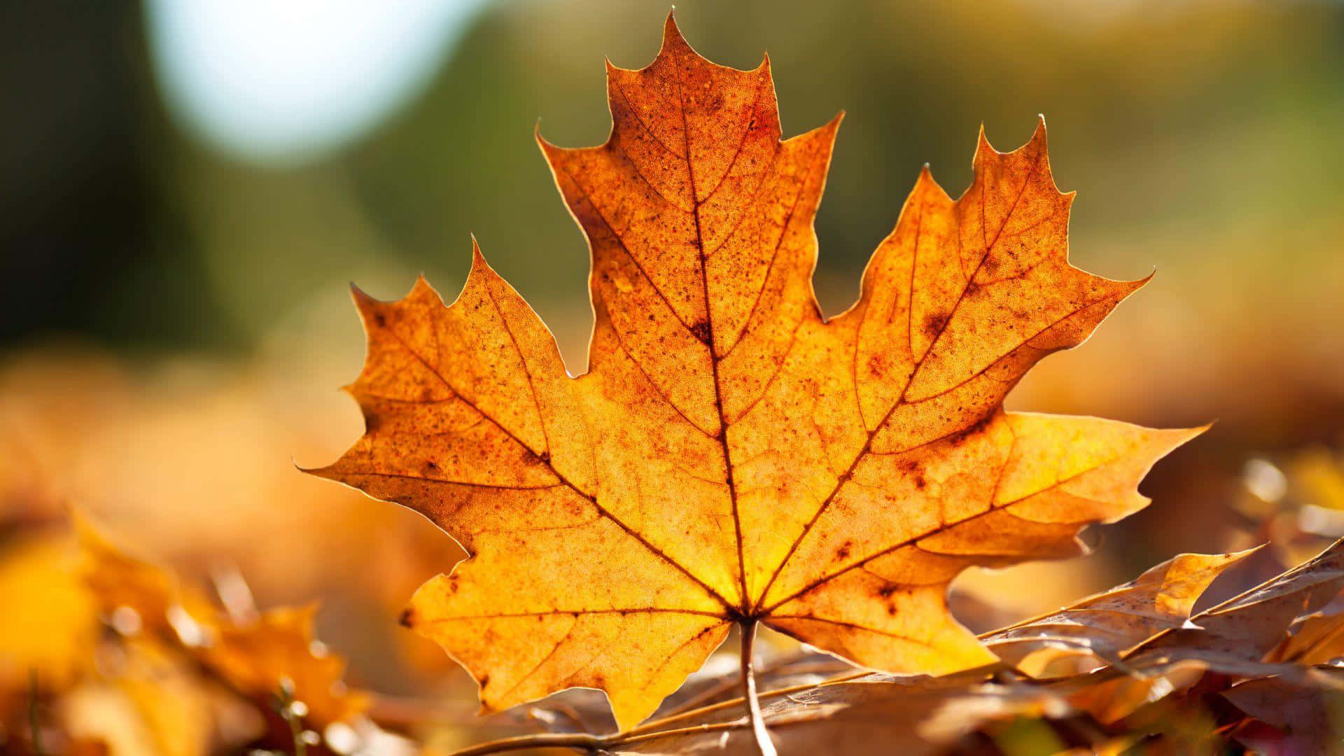 Autumn Maple Leaf Glow Wallpaper