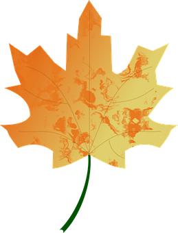 Autumn Maple Leaf Illustration PNG