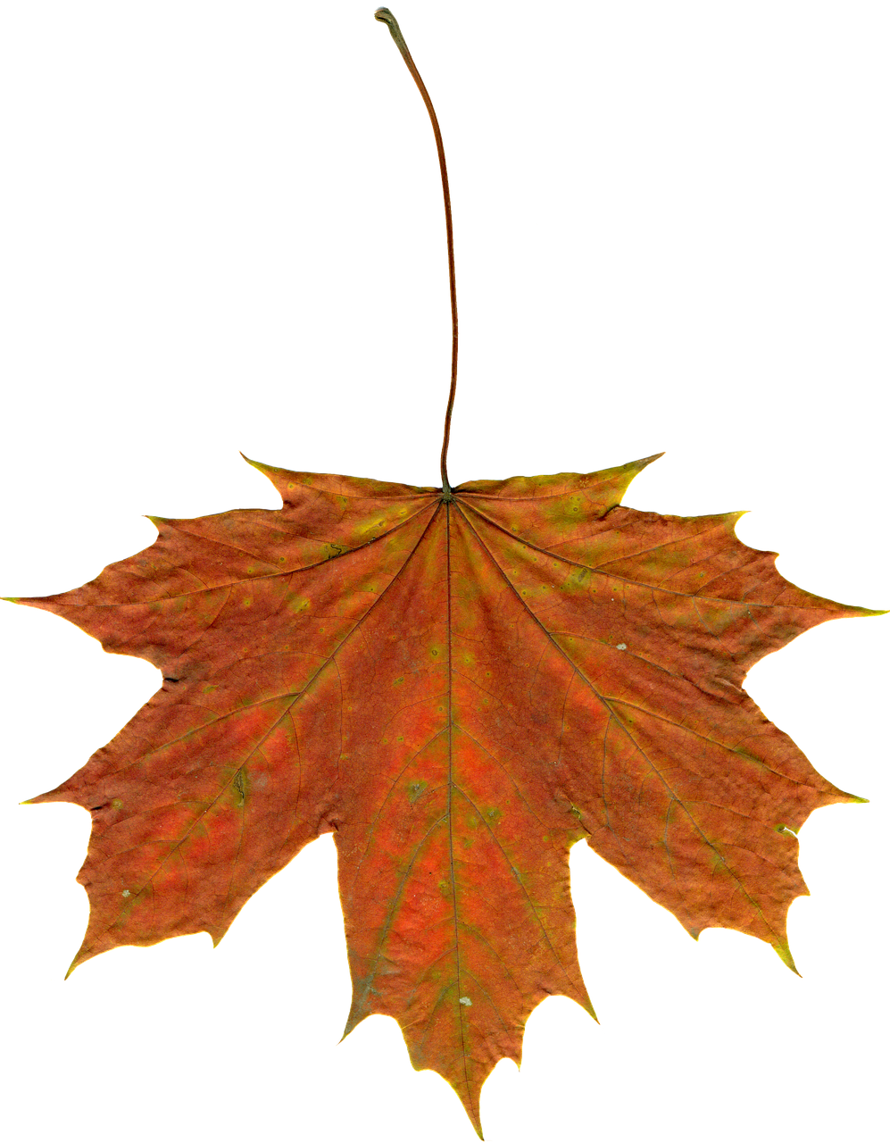 Autumn Maple Leaf Texture PNG