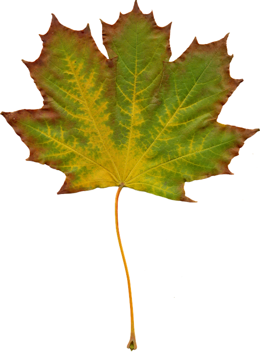 Autumn Maple Leaf Texture PNG