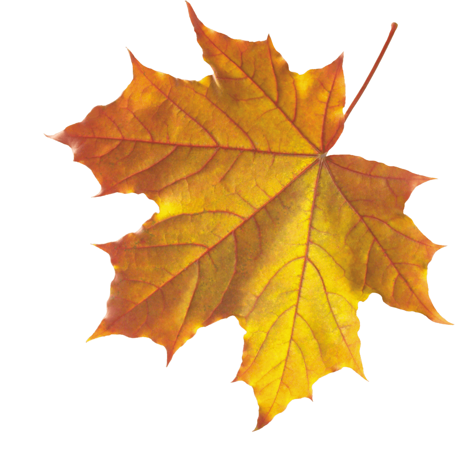 Autumn Maple Leaf Transparent Background PNG