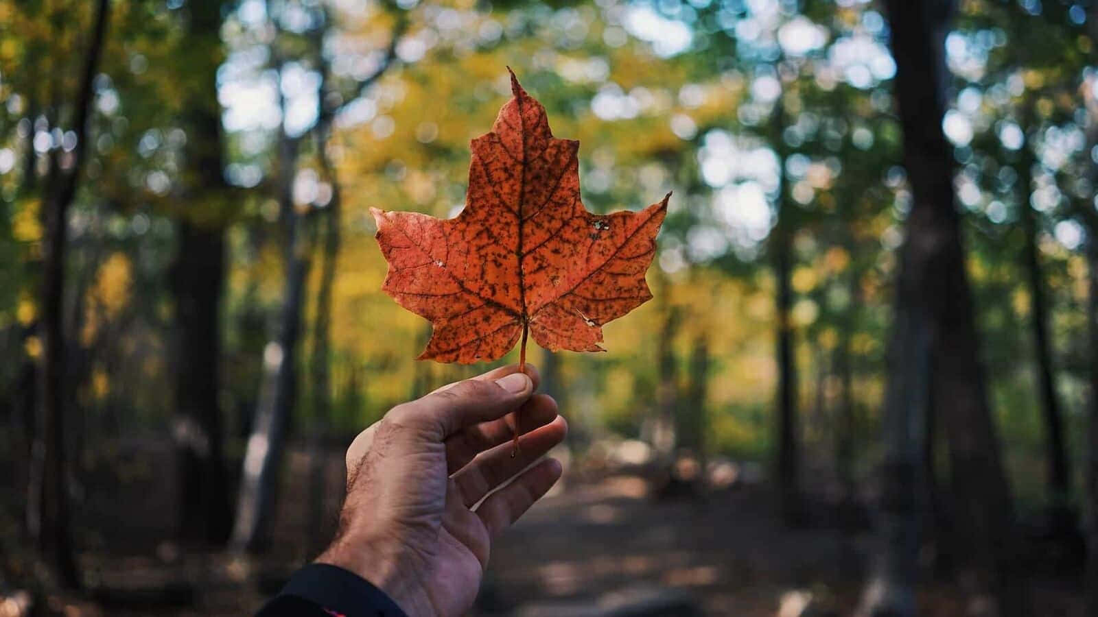 Autumn Maple Leafin Brampton Forest.jpg Wallpaper