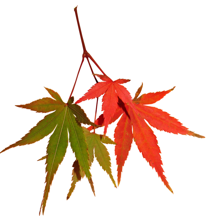Autumn Maple Leaves Contrast PNG