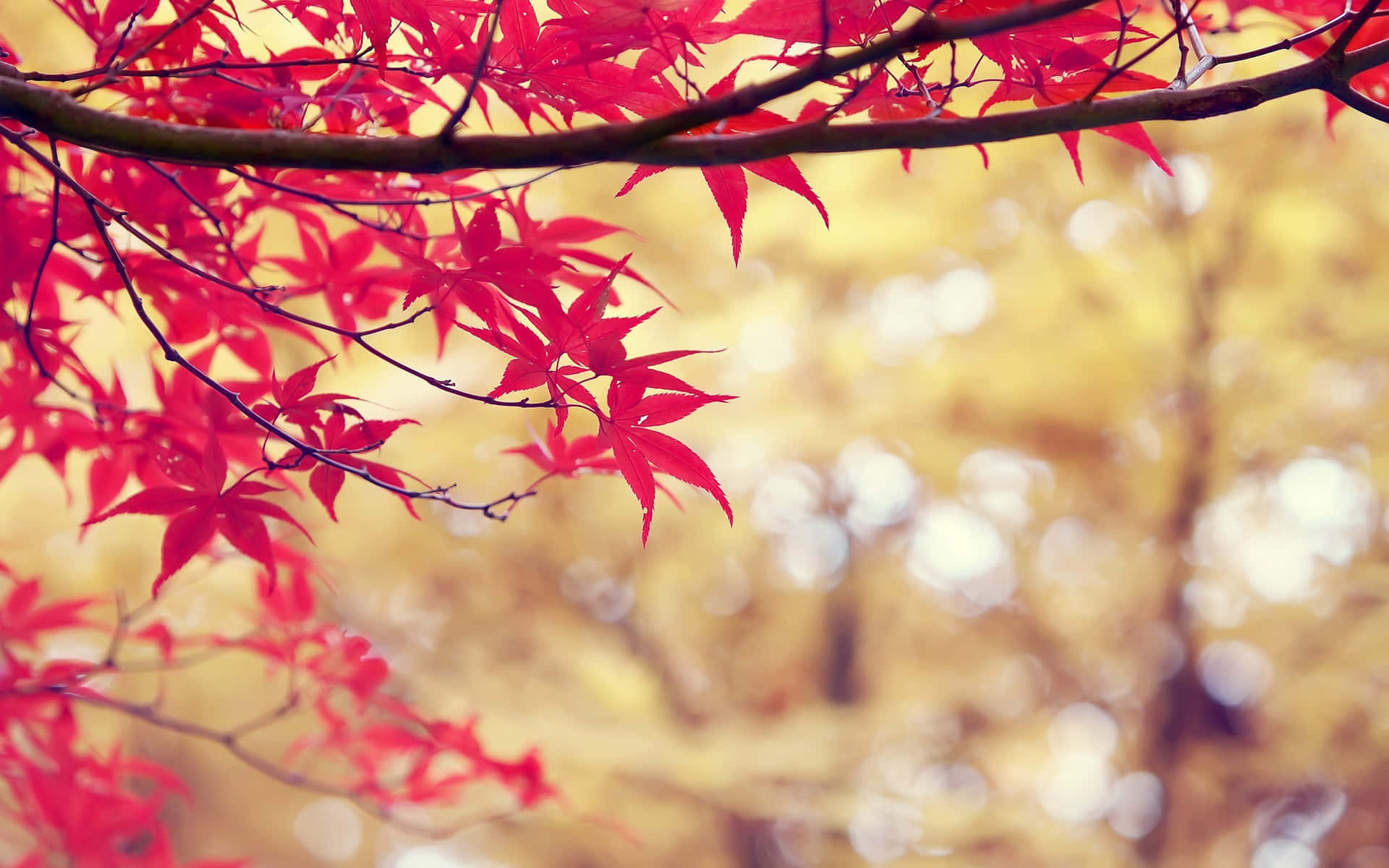 Autumn Maple Leaves In Branches Wallpaper