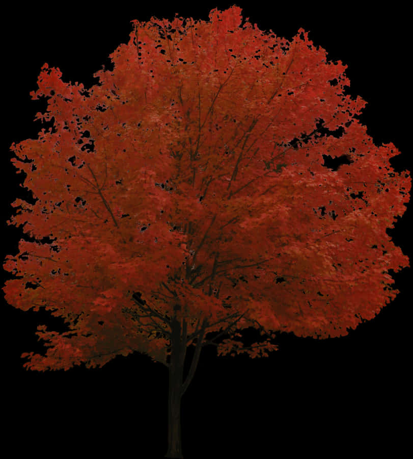 Autumn Maple Tree Black Background PNG