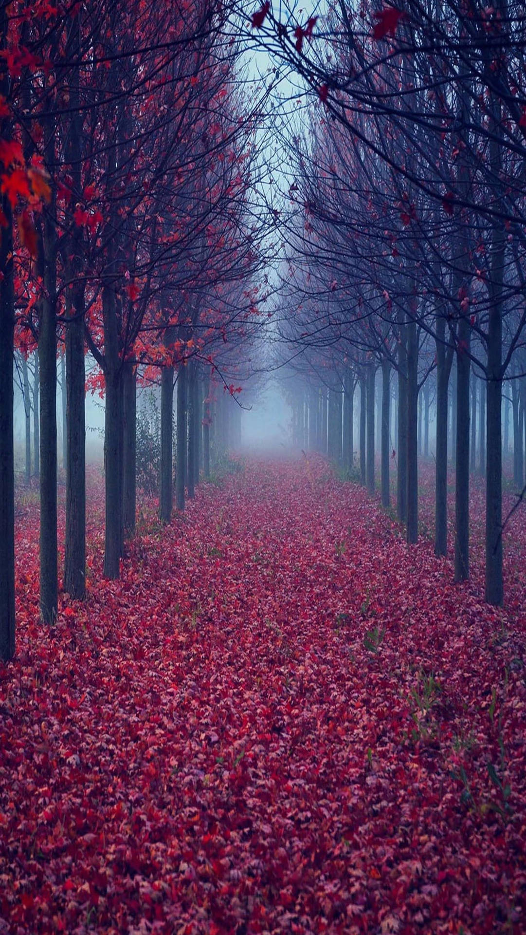 Autumn Maples Leaves Path Wallpaper
