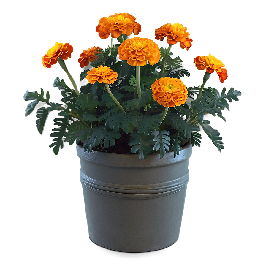 Autumn Marigolds Display Png 58 PNG