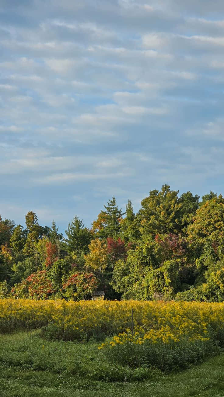 Autumn Meadowand Forest Skyline Wallpaper