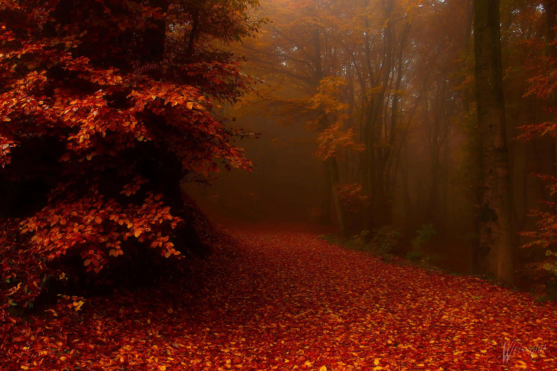 Download Autumn Mist Forest Path Wallpaper | Wallpapers.com