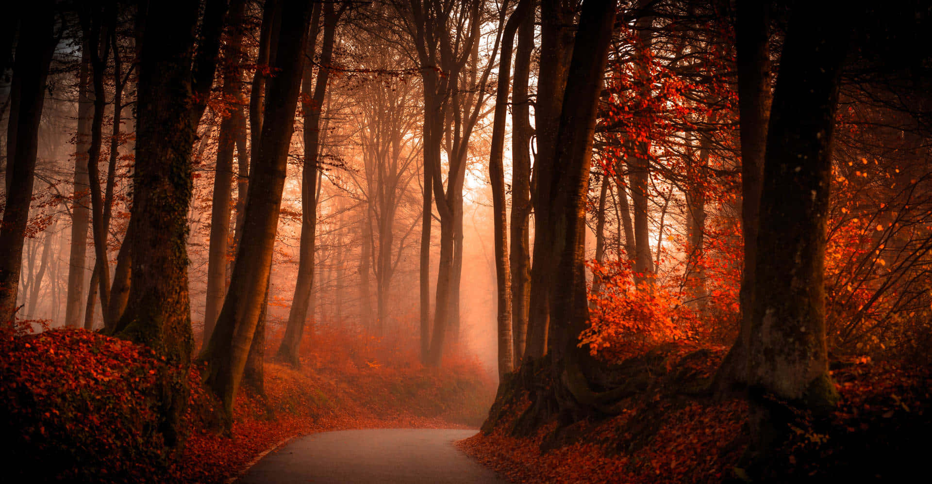 Autumn Mist Forest Path Wallpaper