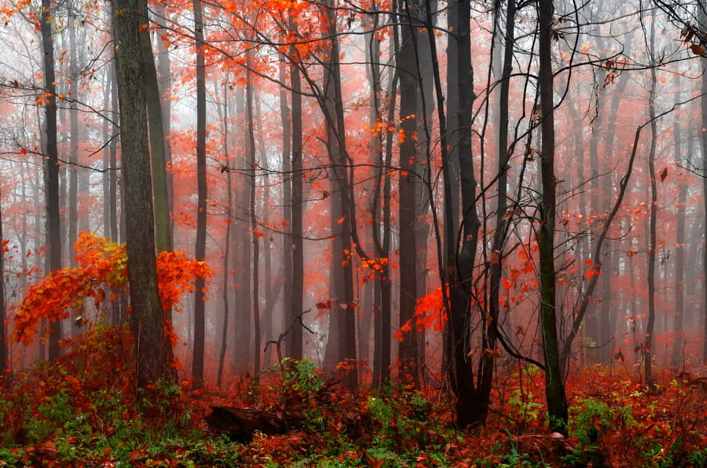 Autumn Mist Forest Scenery Wallpaper