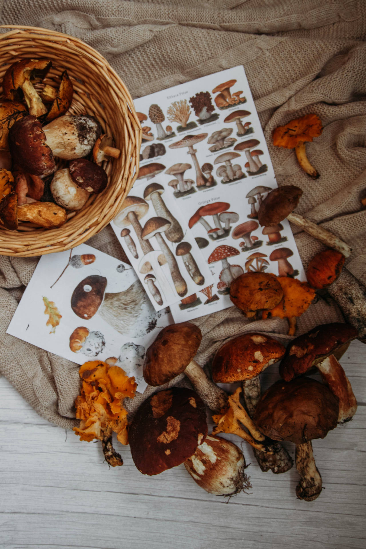 Autumn Mushroom Æstetisk Wallpaper