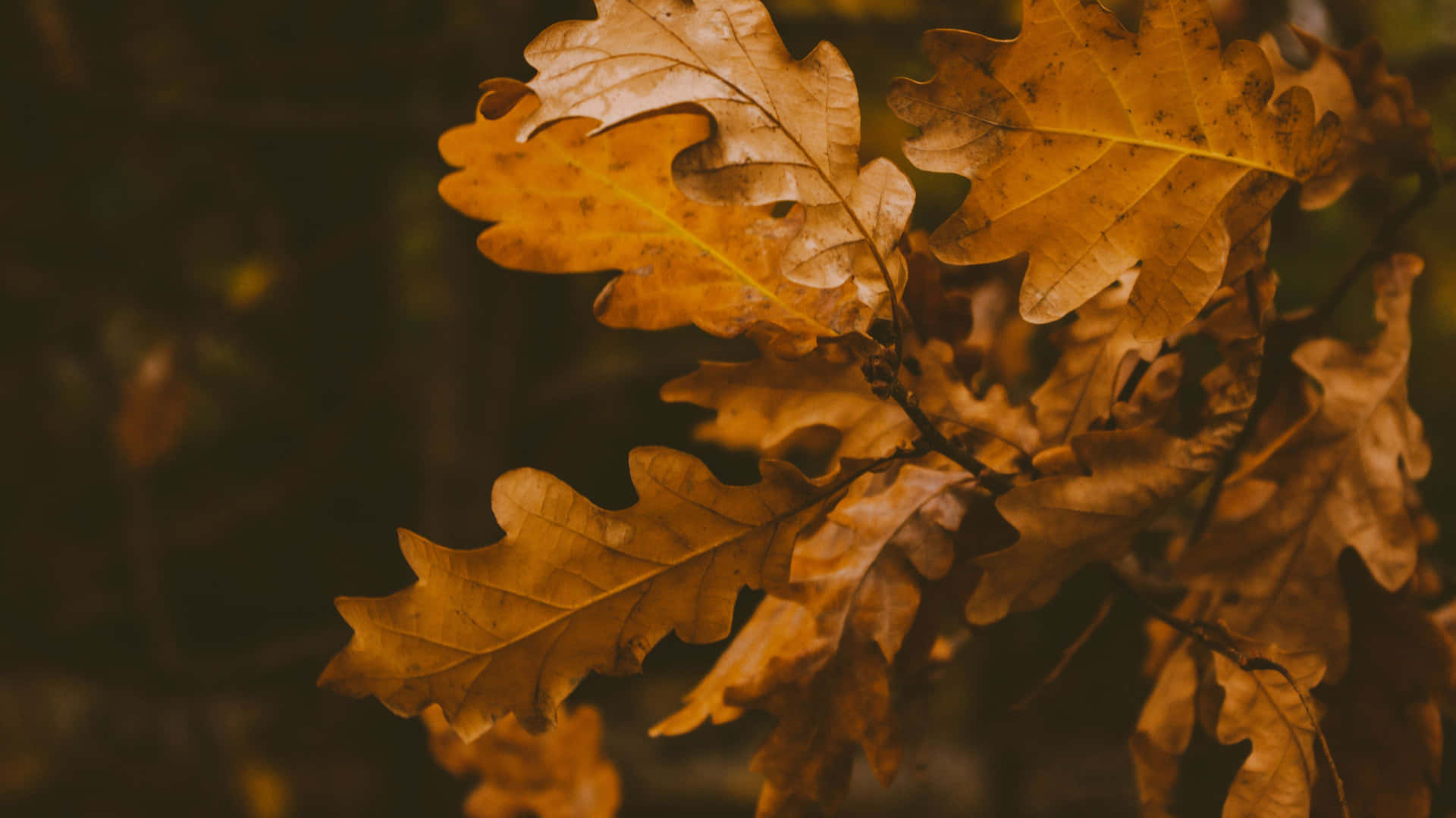 Autumn_ Oak_ Leaves_4 K_ Aesthetic.jpg Wallpaper