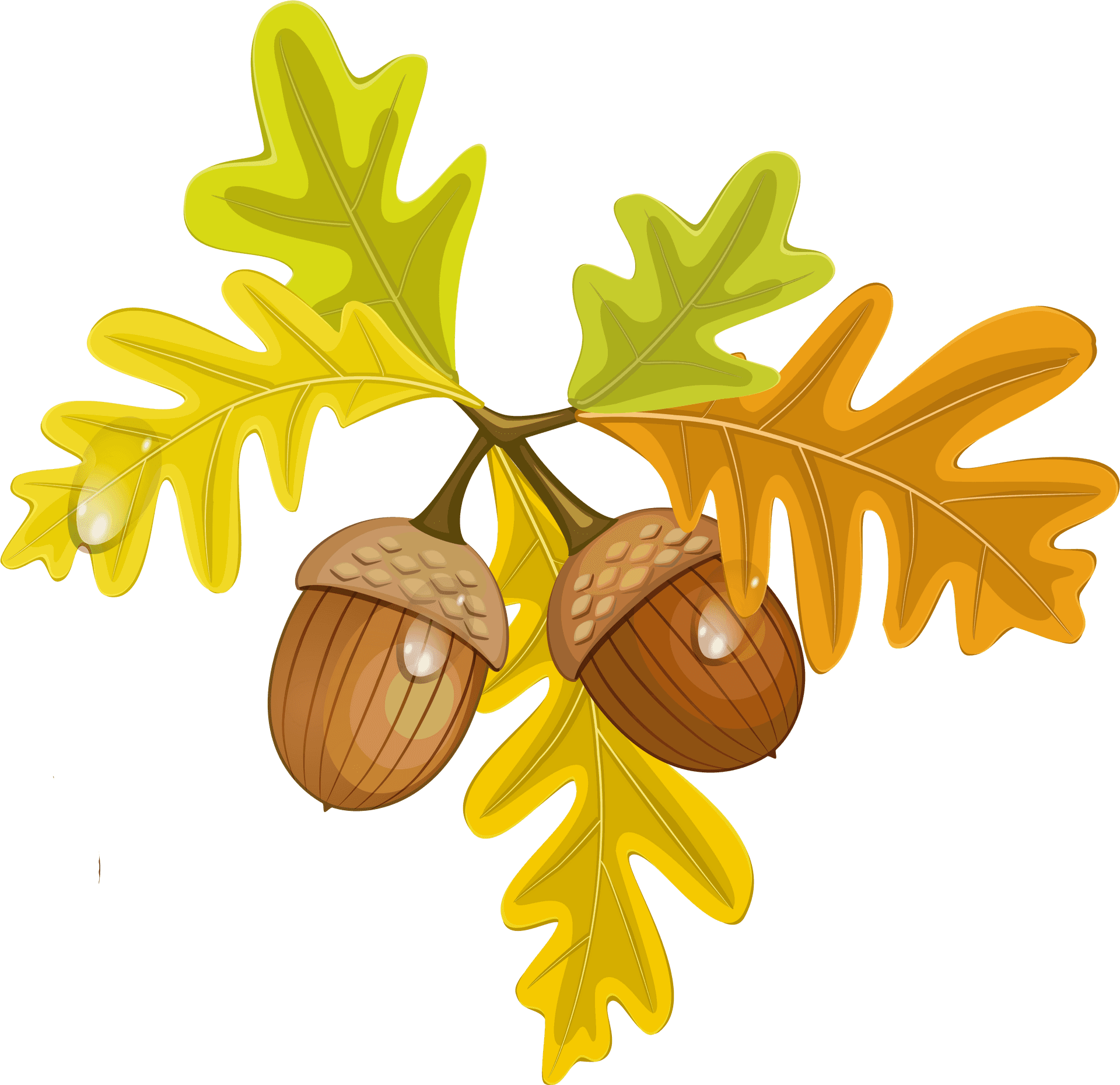 Autumn Oak Leavesand Acorns PNG