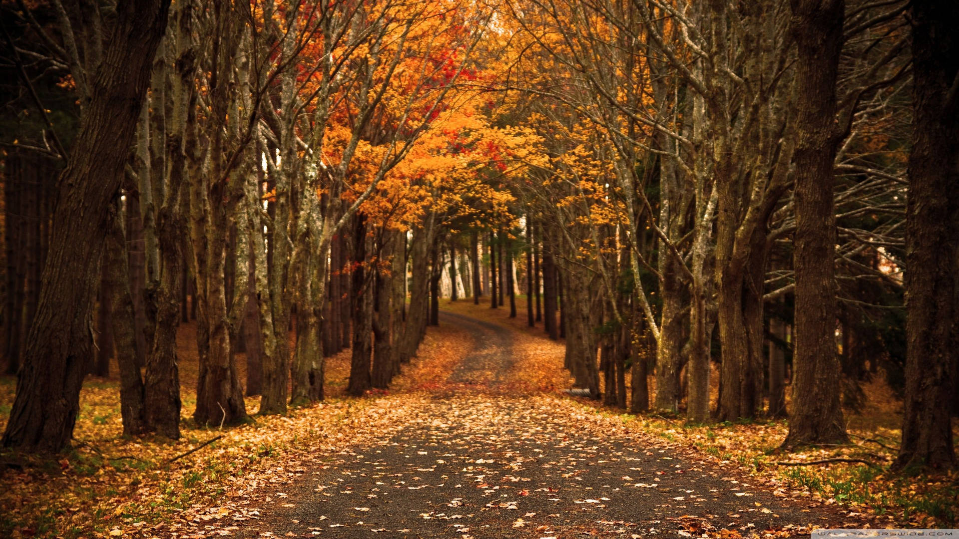Road covered in orange fallen leaves from big trees, country road during autumn season.