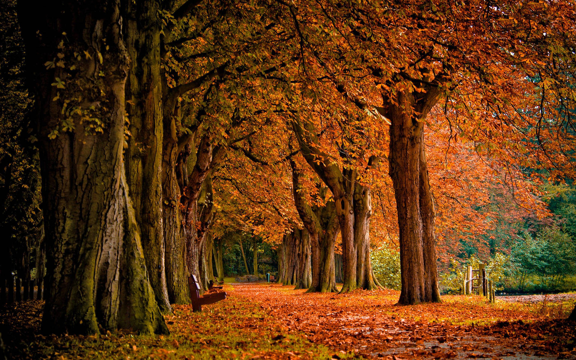 Autumn Orange Country Road