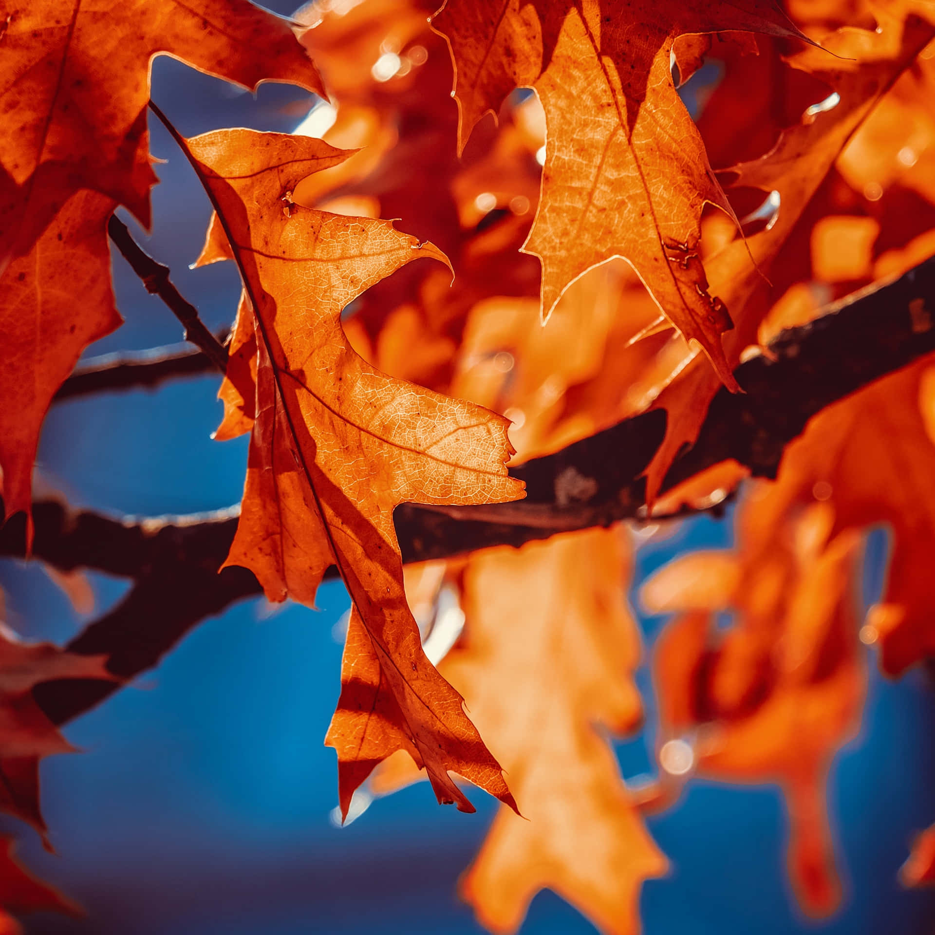 Autumn Orange Leaves Blue Sky Wallpaper