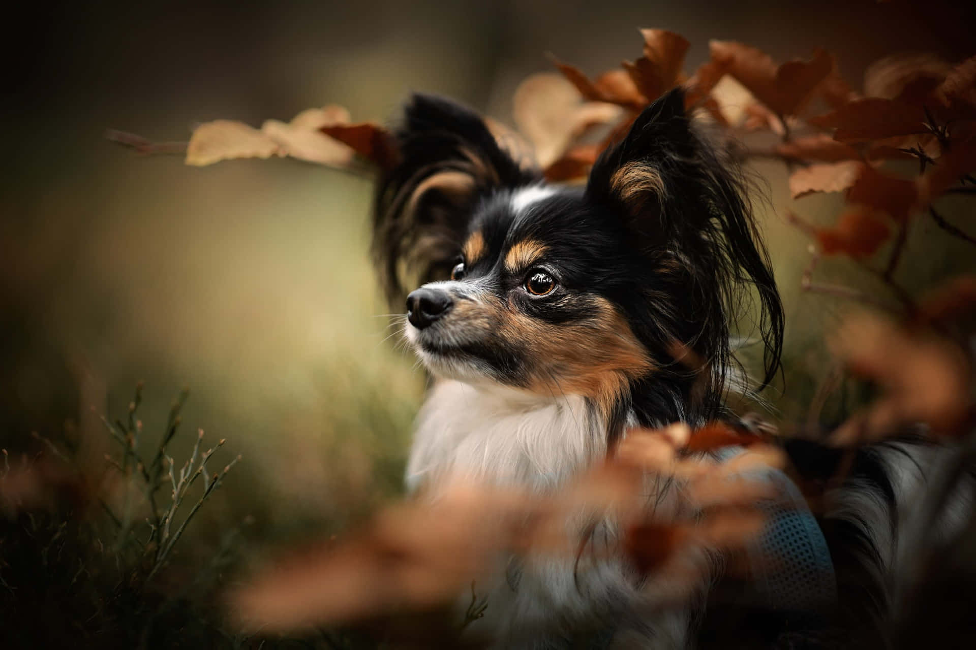 Autumn Papillon Dog Portrait Wallpaper