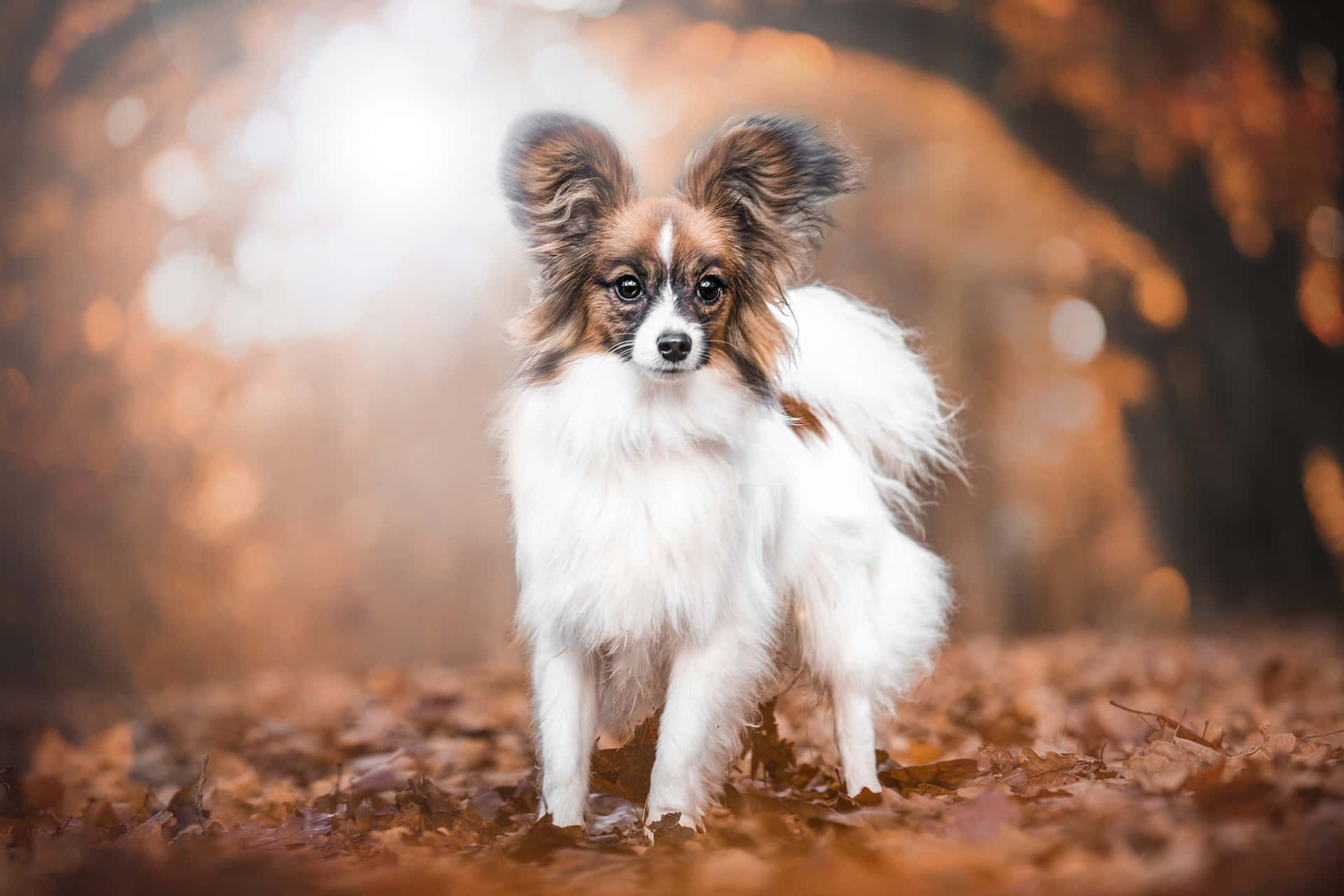 Herfst Papillon Hond Staande Achtergrond