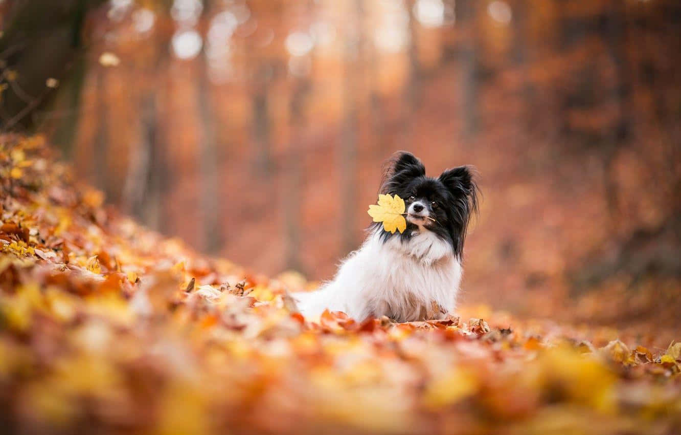 Herfst Papillon Met Blad Achtergrond