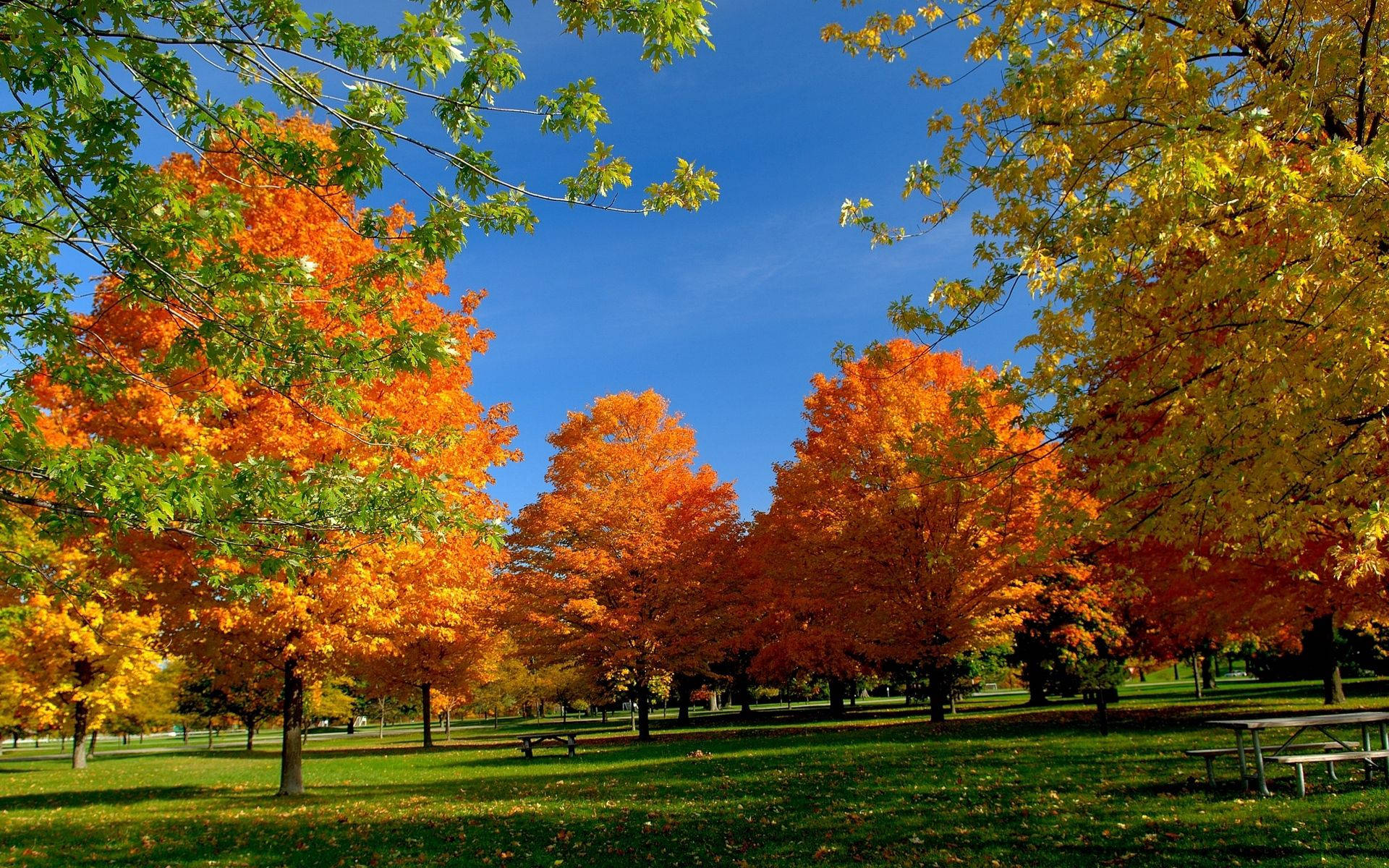 Autumn Park Trees Wallpaper
