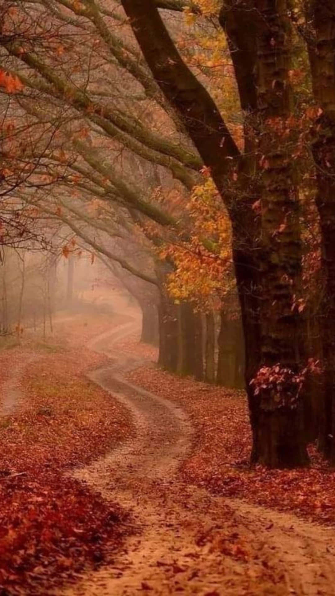 Autumn_ Path_ Misty_ Forest.jpg Wallpaper