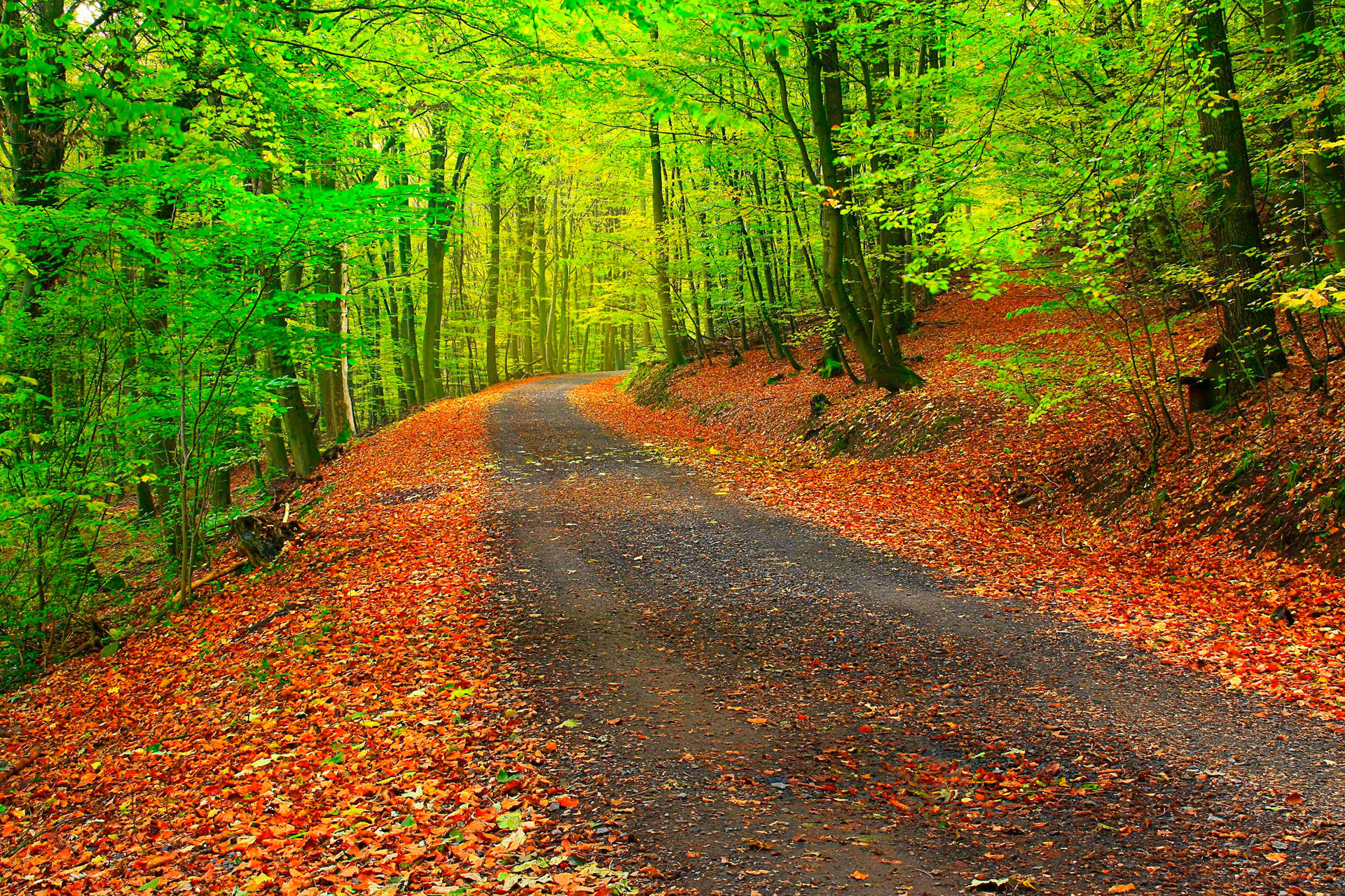 Country road with orange fallen leaves on path and bright green trees on roadside during autumn season.