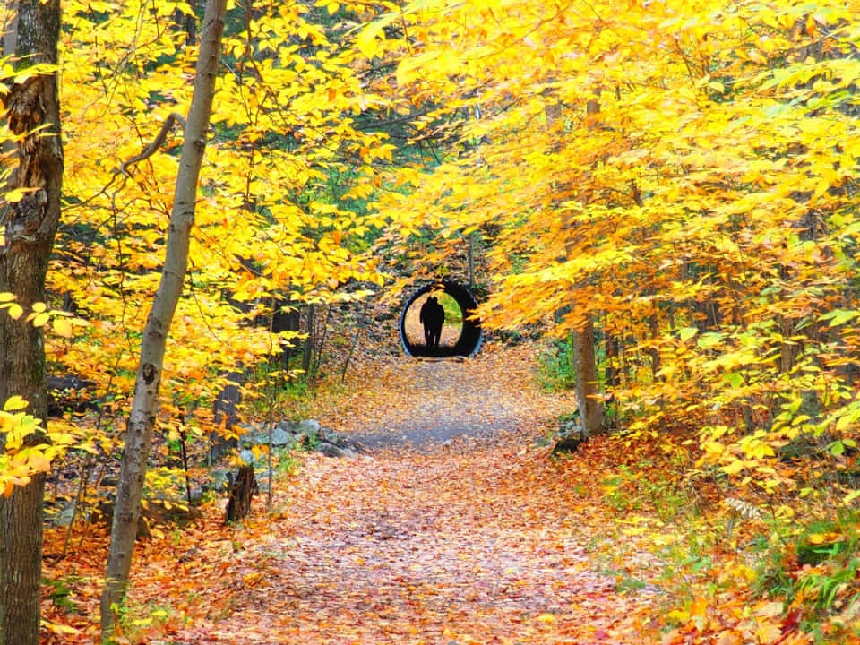 Sentier D'automne Dans Le Parc De Gatineau Fond d'écran