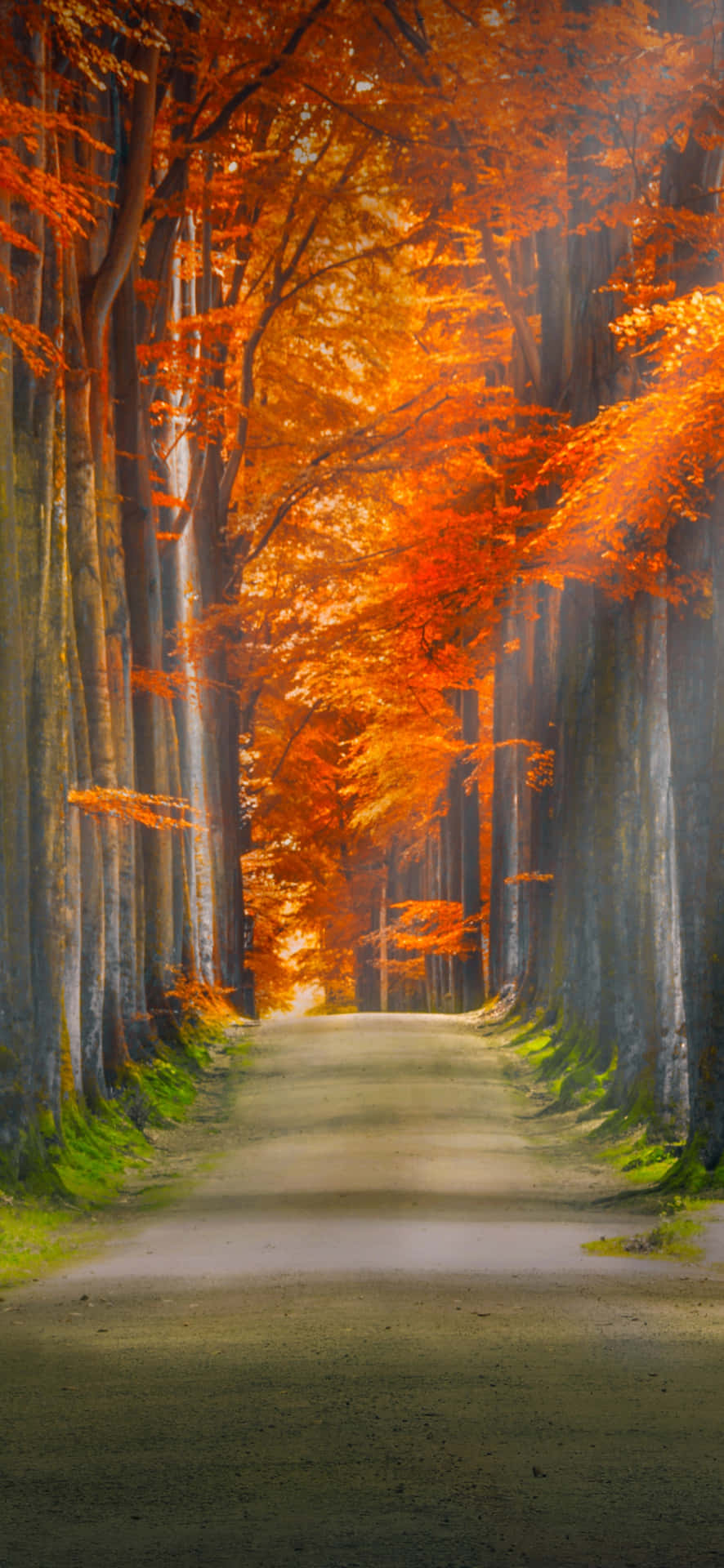 Autumn Pathway Glowing Trees Wallpaper