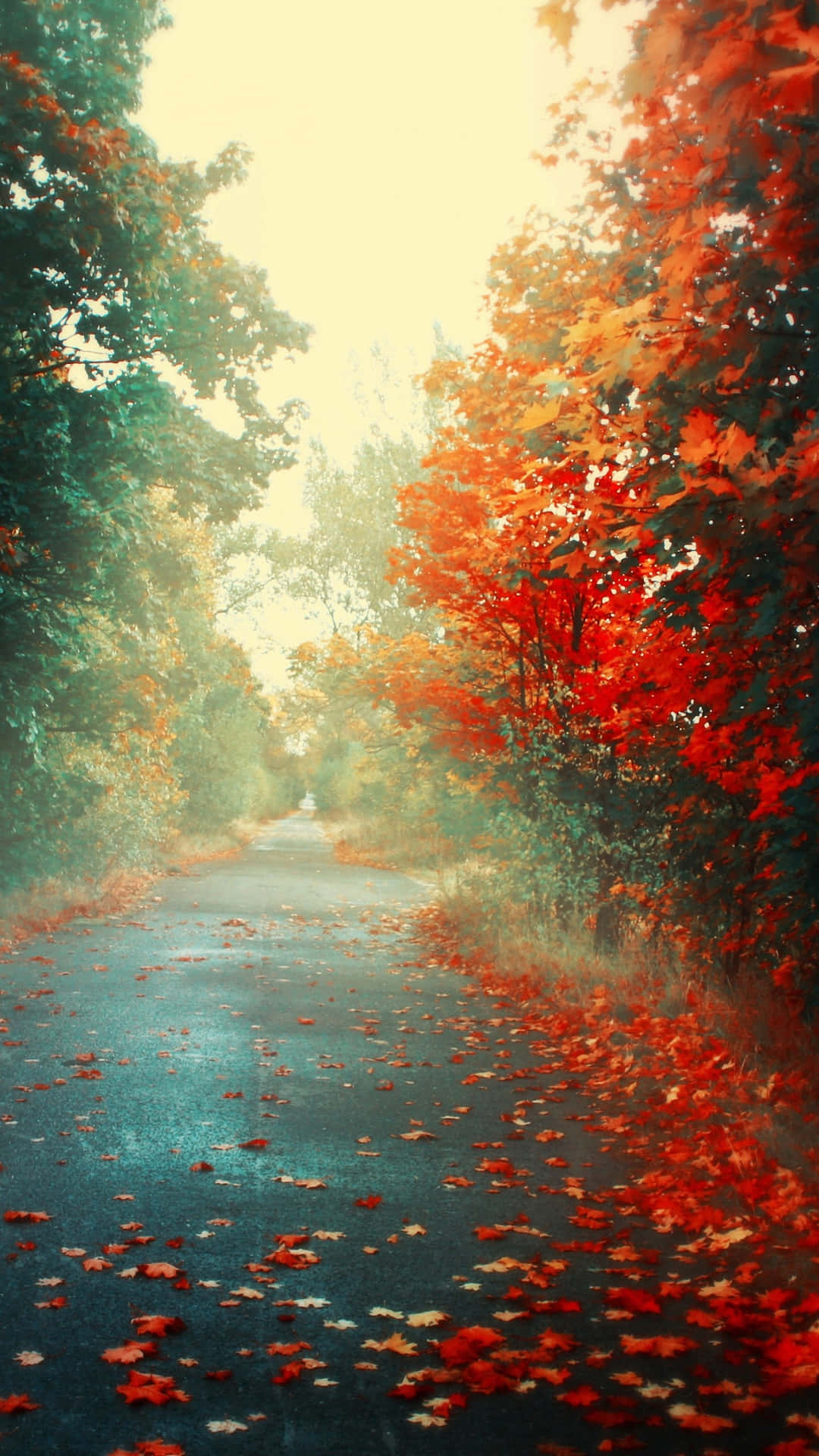 Autumn Pathway Scenery Wallpaper