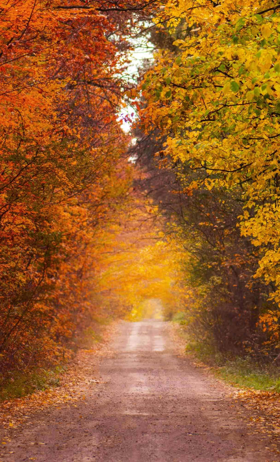 Autumn Pathway Sunlight Wallpaper