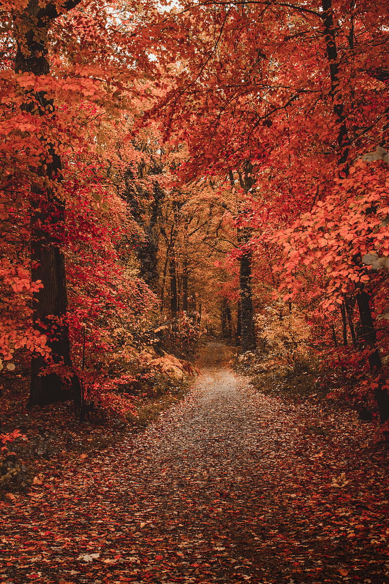 Autumn Pathway Surroundedby Fall Leaves Wallpaper