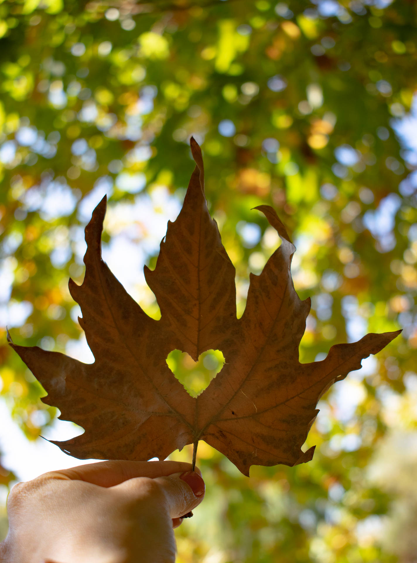 Autumn Phone Maple Leaf With Heart