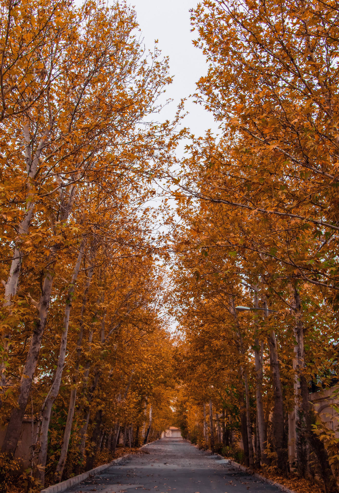 Autumn Phone Road Side Trees