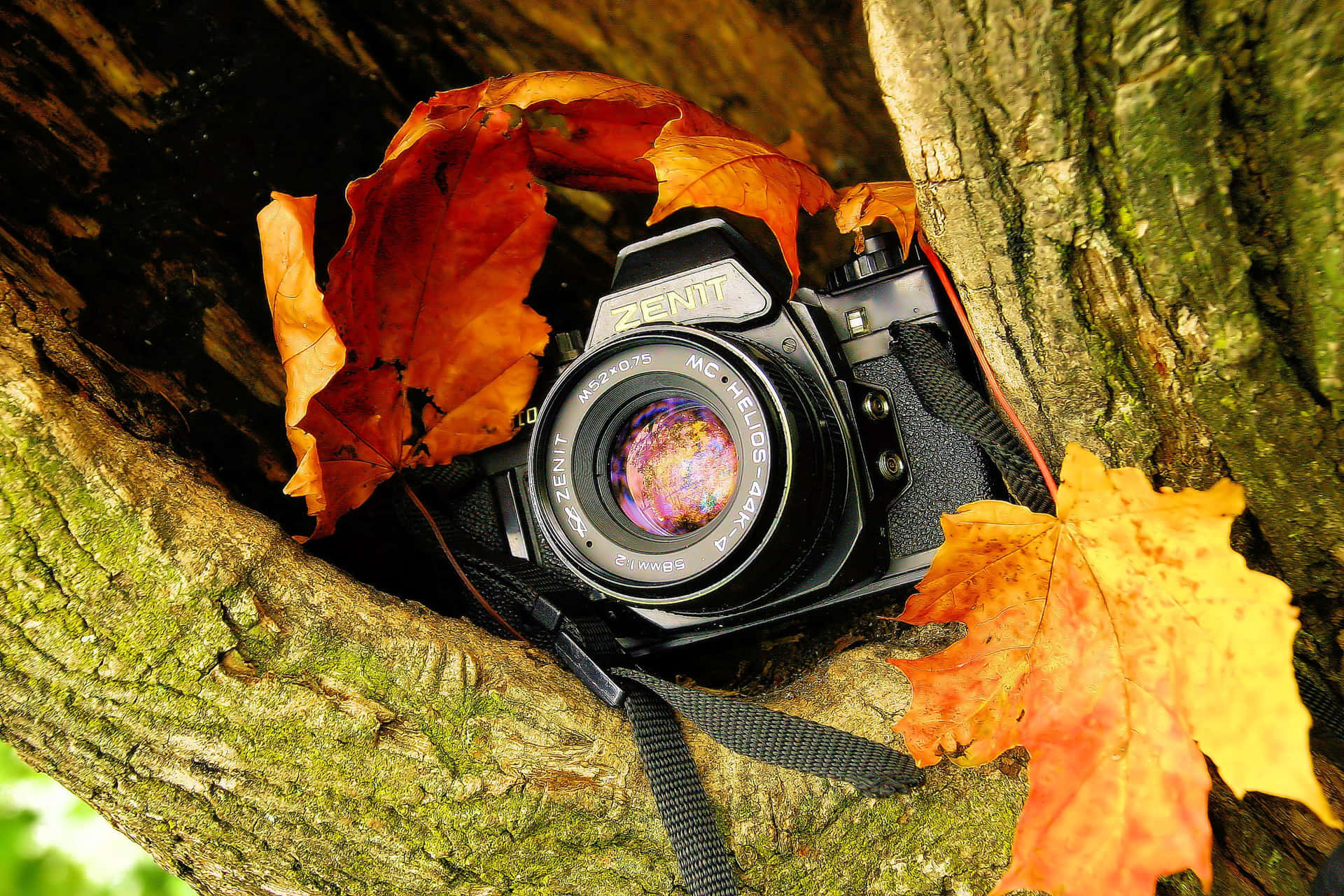 Herbstfotografie Kamera Ahornblätter Wallpaper