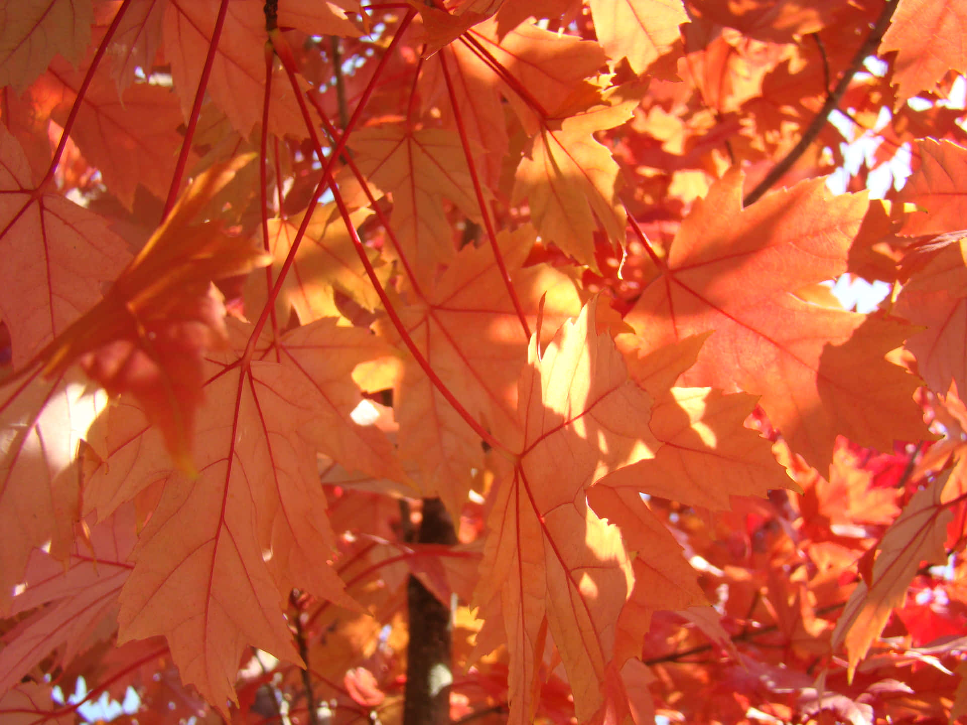 A Close Up Of Some Orange Maple Leaves
