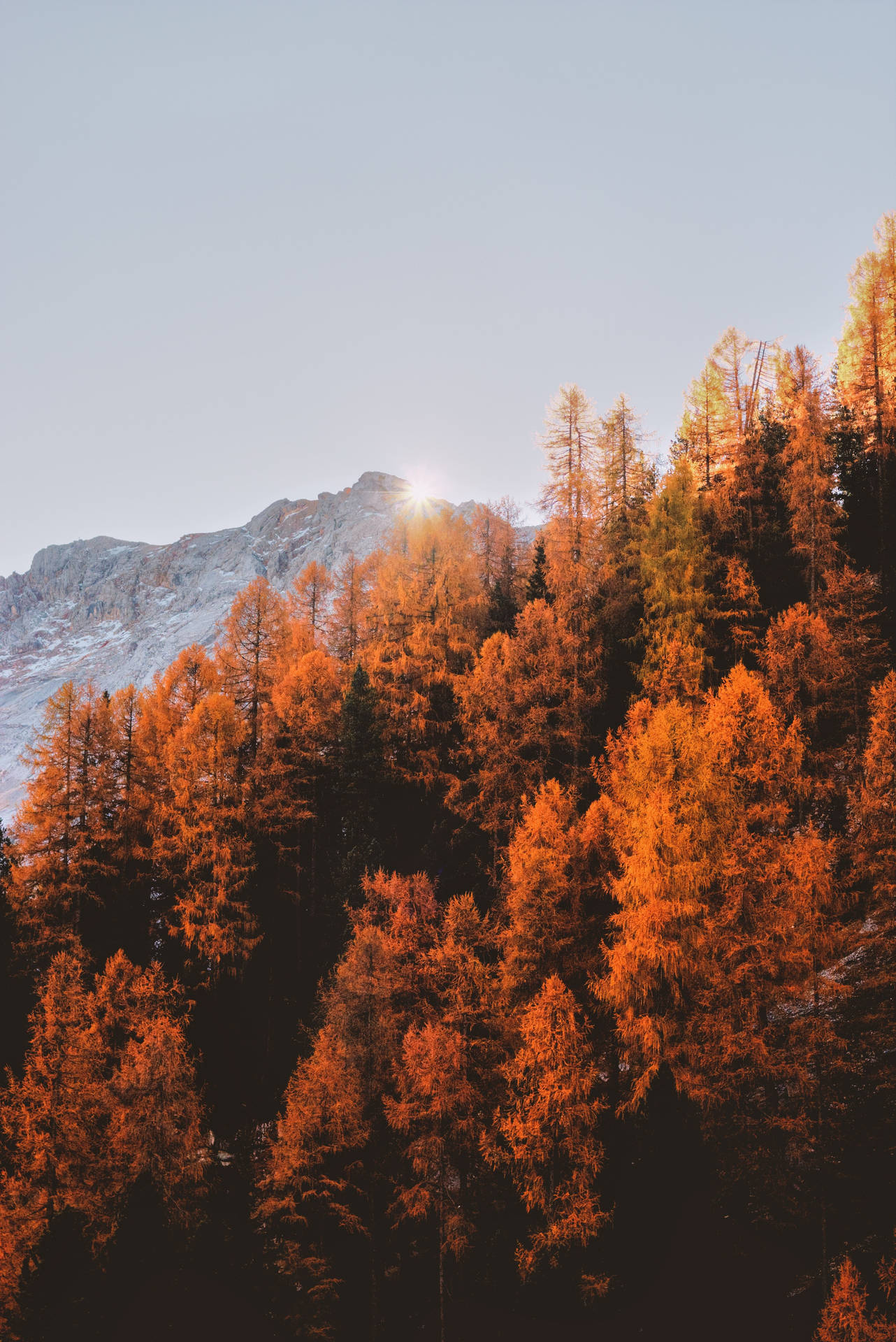 Autumn Pine Scenery For Iphone Screen Wallpaper