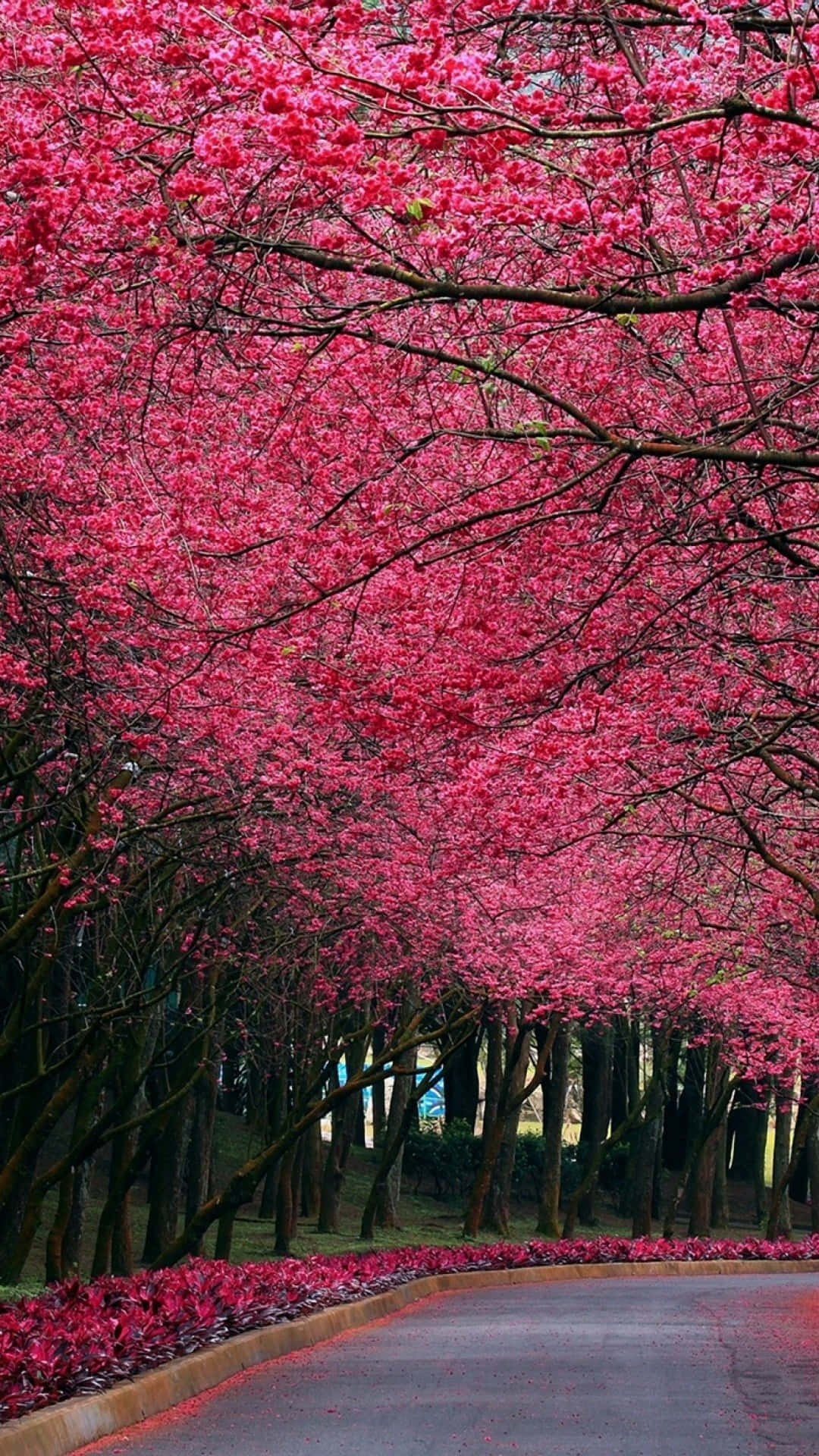 Autumn Pink Canopy Road Wallpaper