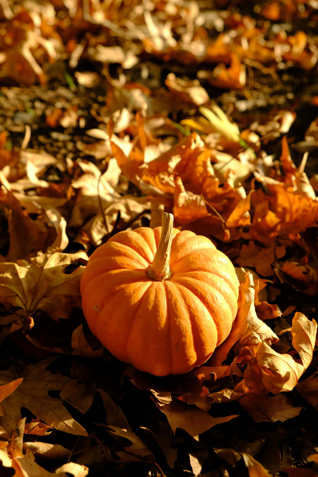 Autumn Pumpkin Amidst Fallen Leaves Wallpaper