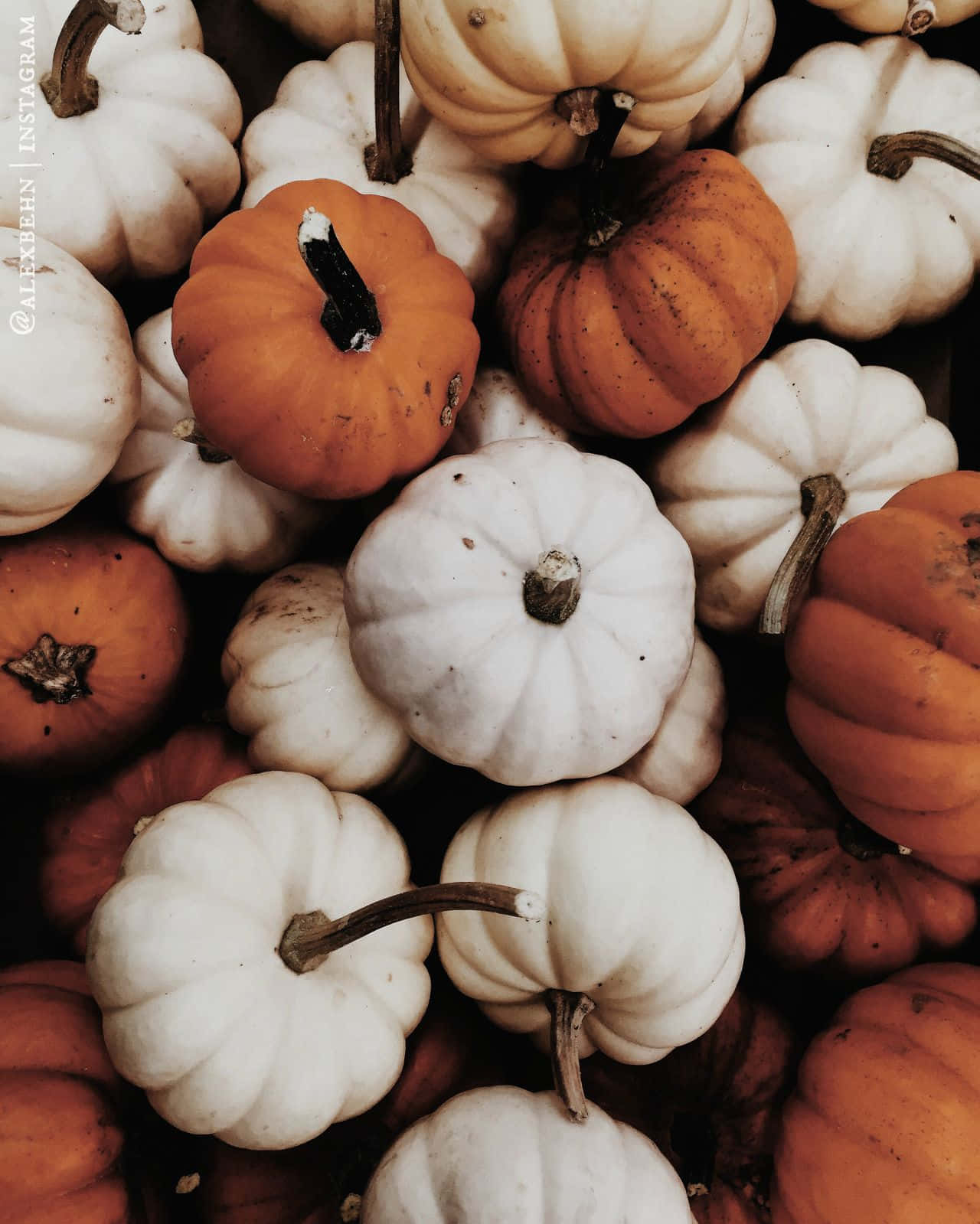 Autumn Pumpkin Collection Wallpaper