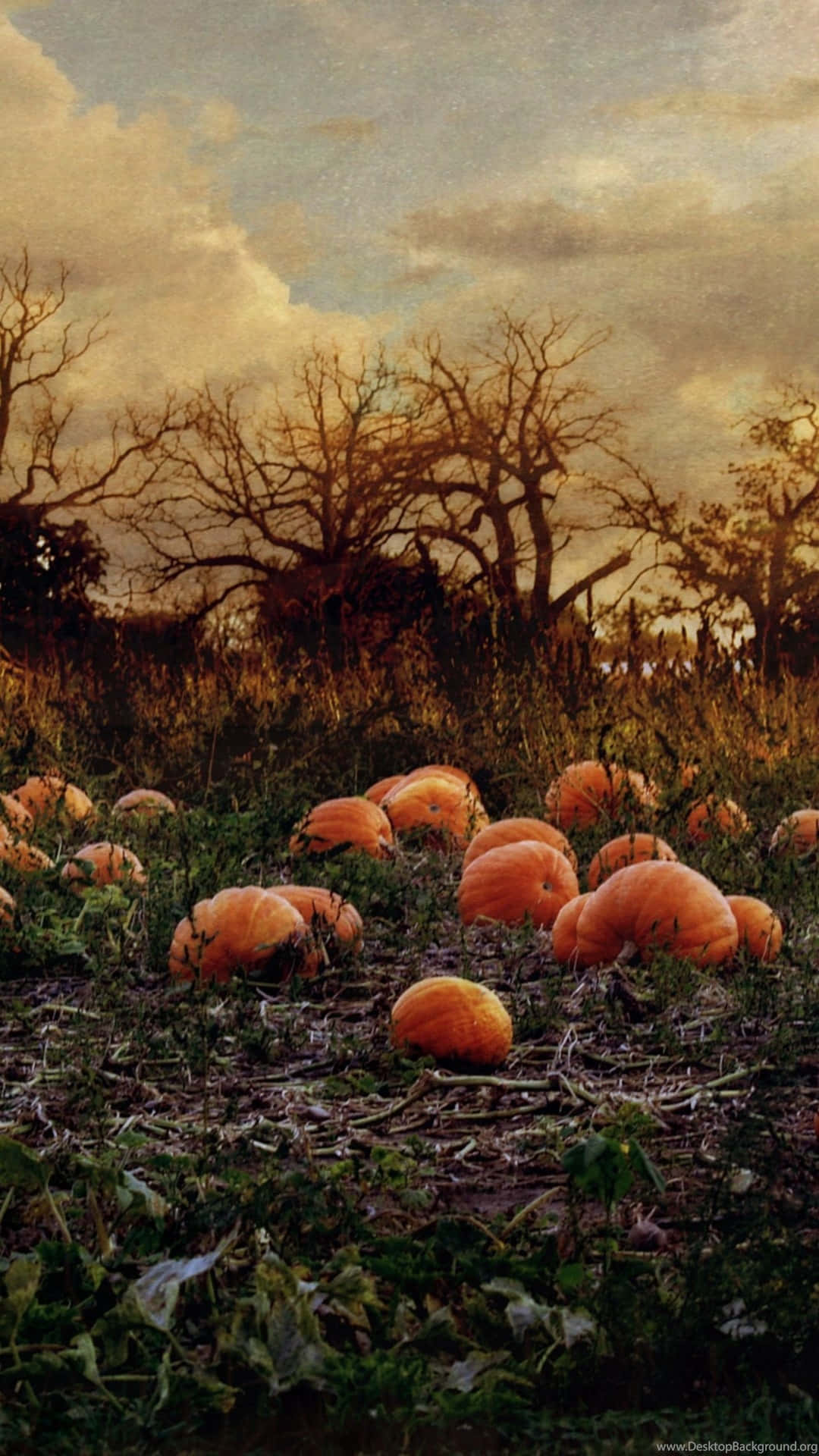 Autumn Pumpkin Fieldat Dusk Wallpaper