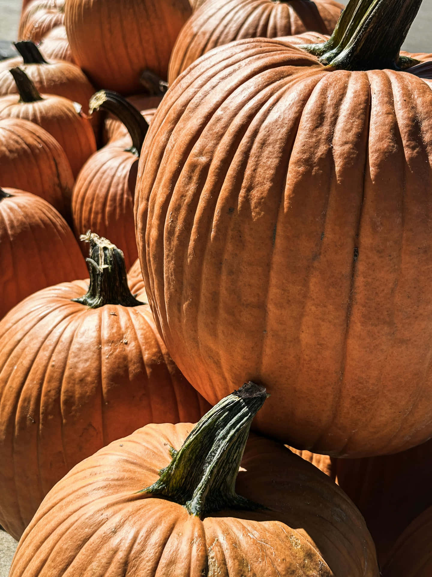 Autumn Pumpkin Harvest Wallpaper