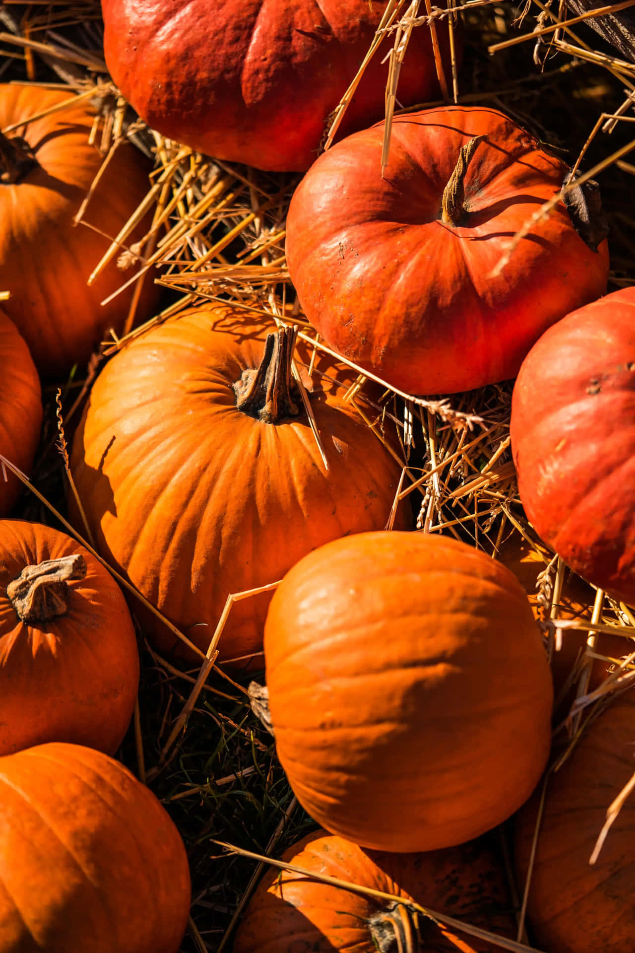 Autumn Pumpkin Harvest Wallpaper