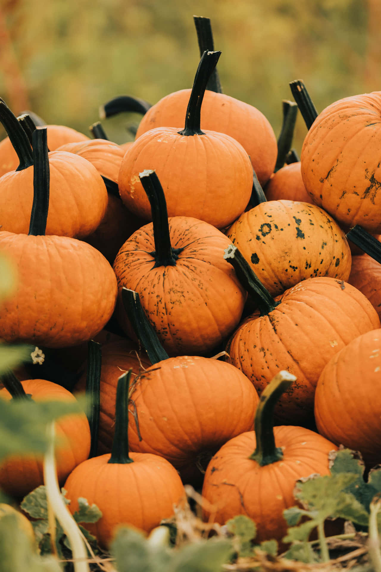 Autumn Pumpkin Harvest.jpg Wallpaper
