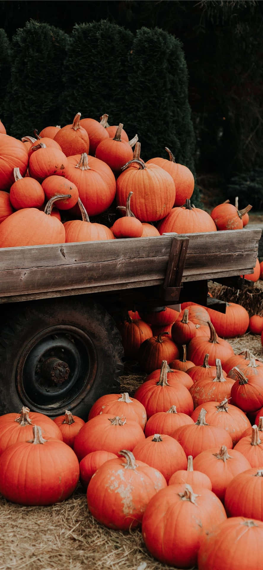 Autumn Pumpkin Harvest Wagon Wallpaper