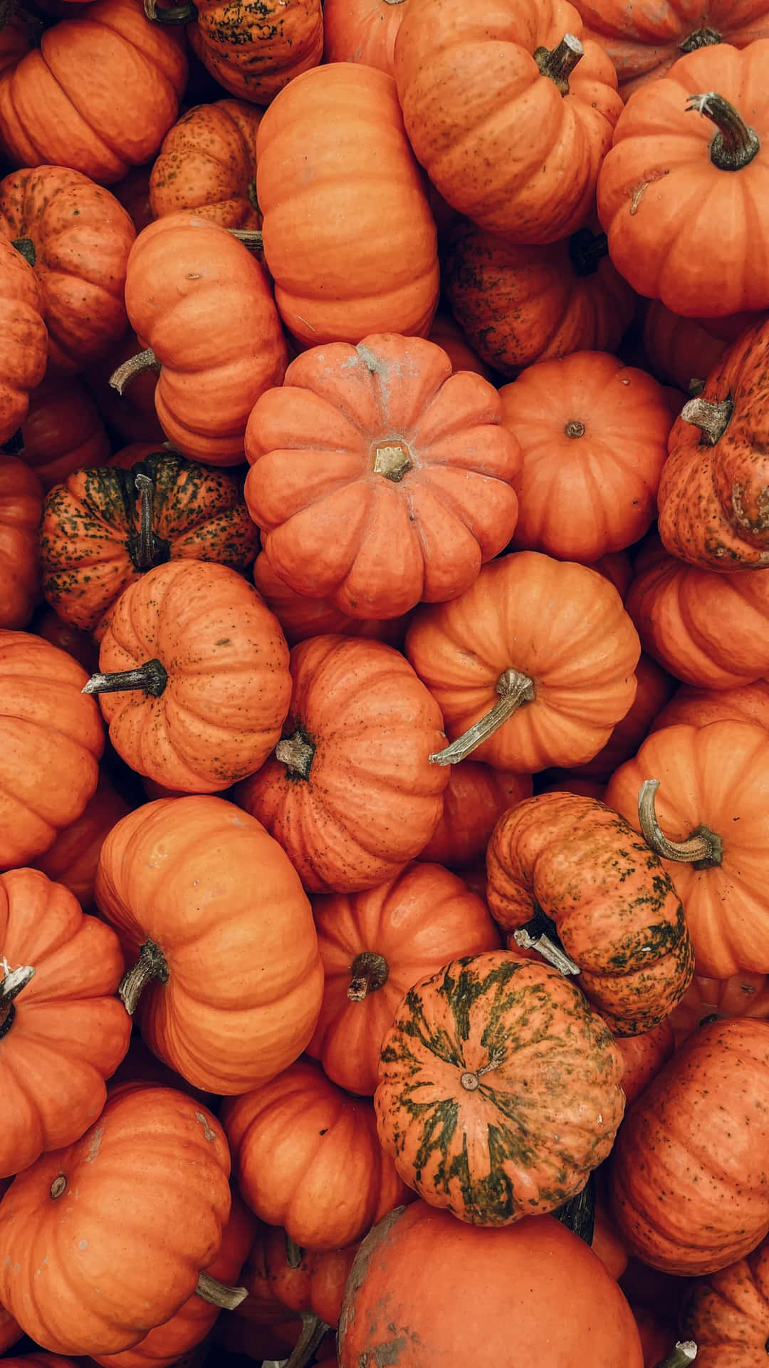 Autumn Pumpkin Patch Aesthetic Wallpaper
